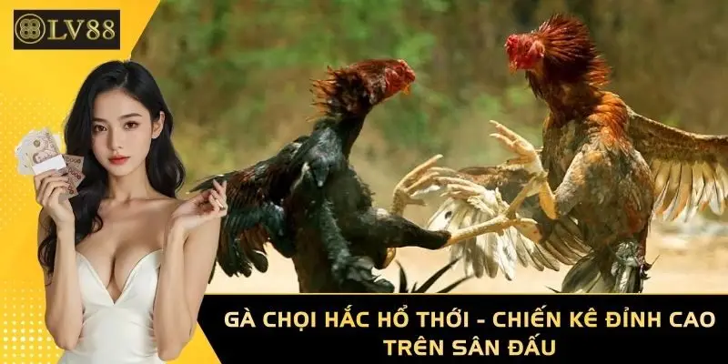Gà Chọi Hắc Hổ Thới - Chiến Kê Đỉnh Cao Trên Sân Đấu